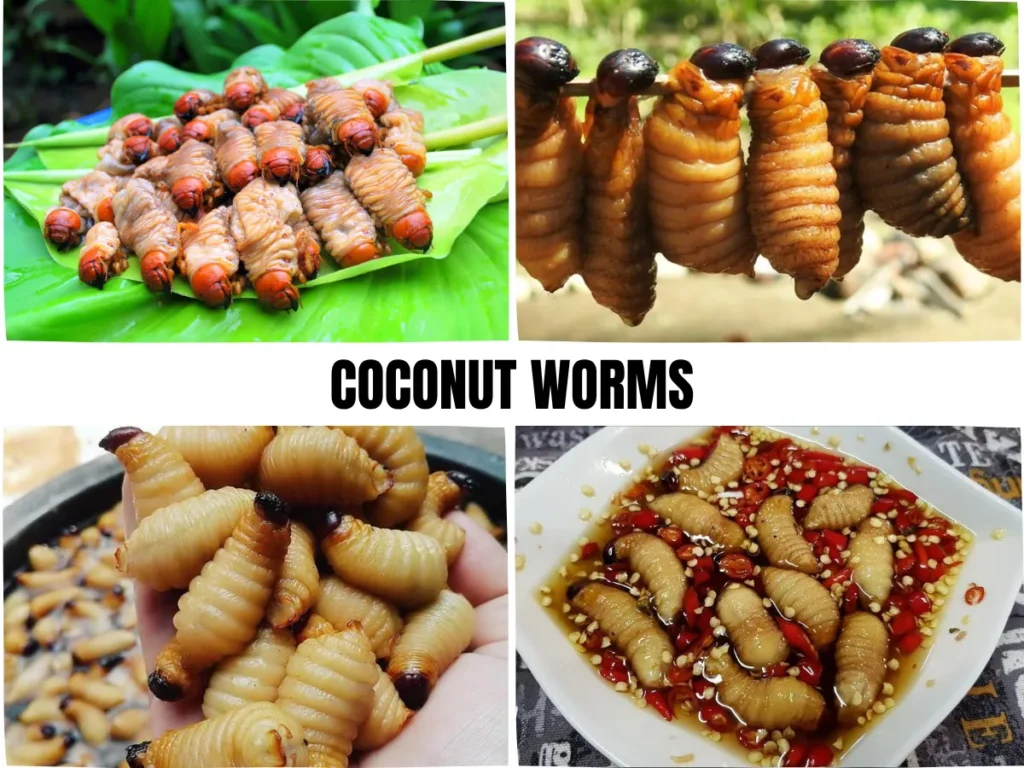 Coconut Worms