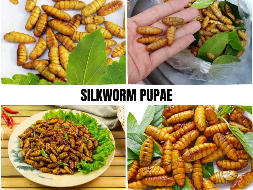 Silkworm Pupae
